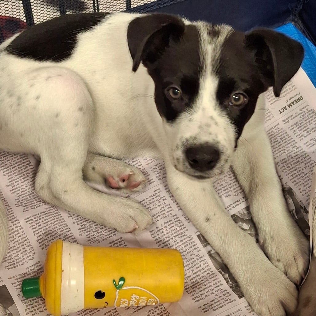 Photo of Waffle, adoptable Shepherd / Mix in San Antonio, Texas