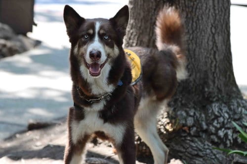 Photo of Blaze, adoptable Siberian Husky in Walnut Creek, California