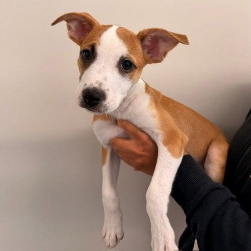 Photo of Naya, adoptable Unknown breed in Rancho Santa Fe, California