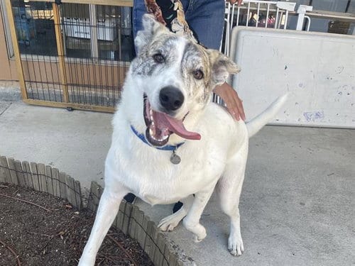 Photo of Mr. Mellow, adoptable Australian Cattle Dog/Blue Heeler in Palo Alto, California