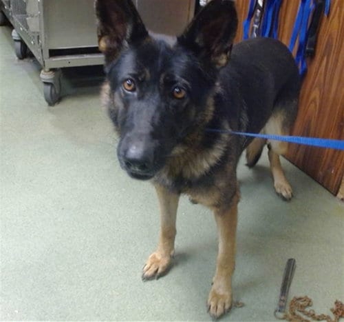 Photo of Sara, adoptable German Shepherd Dog in San Bernardino, California