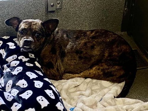 Photo of Jackie, adoptable Dachshund in Orange, California