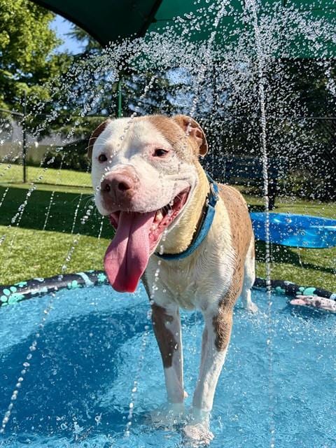 Photo of Santiago, adoptable Pit Bull Terrier in Statesville, North Carolina