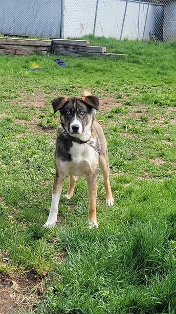 Photo of Dobby, adoptable Siberian Husky in Fruit Heights, Utah