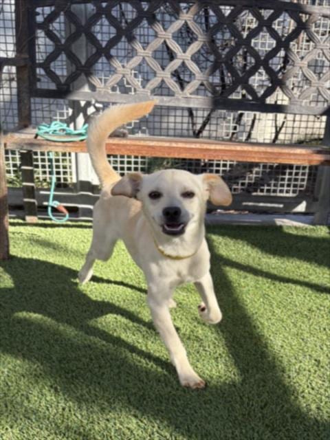Photo of Chico, adoptable Chihuahua in Los Angeles, California