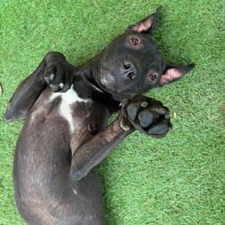 Photo of Blackie JuM, adoptable Labrador Retriever Mixed Breed (Medium) in Everett, Washington