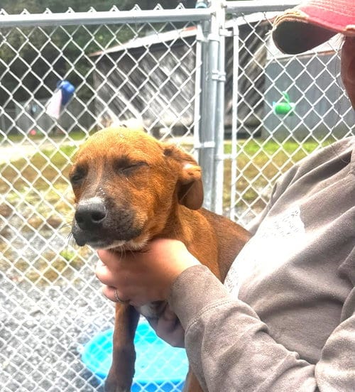 Photo of Grumpy (13wo, 20lbs), adoptable Hound in Hinton, West Virginia