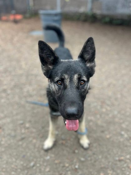 Photo of Kit, adoptable German Shepherd Dog in Oakland, California