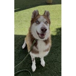 Photo of Maple, adoptable Husky in Chatsworth, California