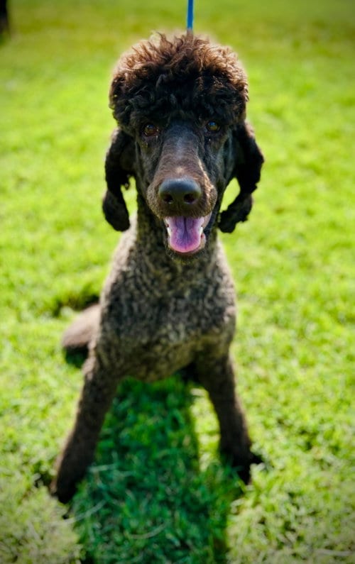 Photo of Cocoa Jul 25, adoptable Poodle (Standard) in Pacolet, South Carolina
