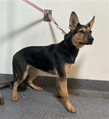 Photo of Suki, adoptable German Shepherd Dog in Los Angeles, California