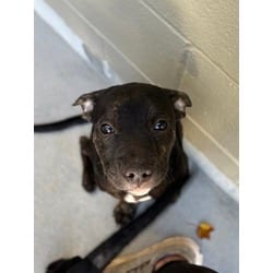 Photo of Paris, adoptable American Bulldog in Washington, North Carolina