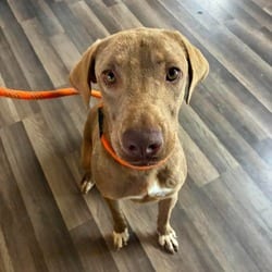 Photo of Tony JuM, adoptable Labrador Retriever American Pit Bull Terrier in Hartford, Connecticut