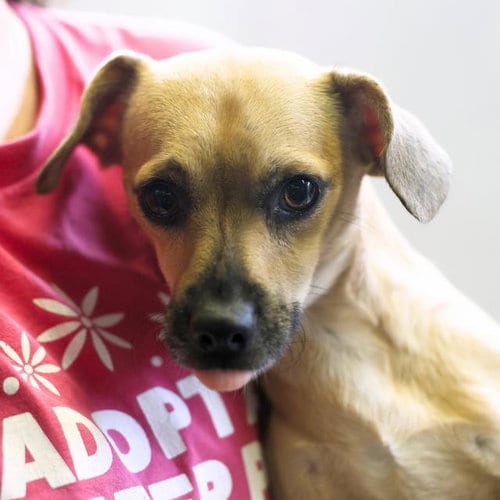Photo of Raymundo, adoptable Terrier in San Antonio, Texas