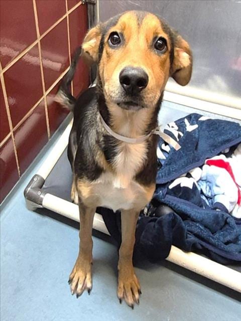 Photo of Tamara, adoptable German Shepherd Dog in Houston, Texas