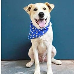 Photo of Wylie, adoptable Great Pyrenees in Coldwater, Michigan