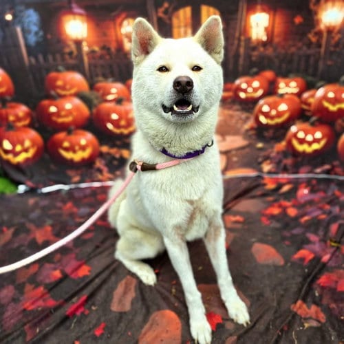 Photo of Sox, adoptable Akita in Long Beach, California