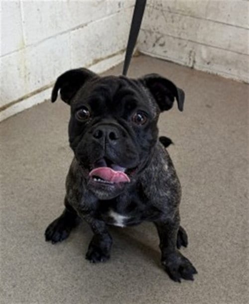 Photo of Tarzan, adoptable Pug in San Bernardino, California
