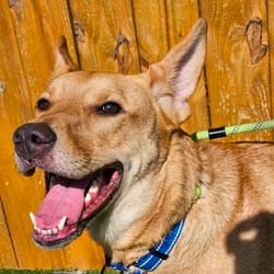 Photo of Kanga JW, adoptable German Shepherd Dog Mixed Breed (Medium) in Baltimore, Maryland