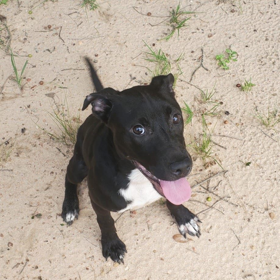 Photo of Randolph, adoptable Mixed Breed (Large) in Milton, Florida