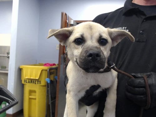 Photo of Howie, adoptable Pug in Phoenix, Arizona