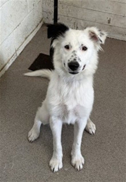 Photo of Togepi, adoptable Australian Shepherd in San Bernardino, California