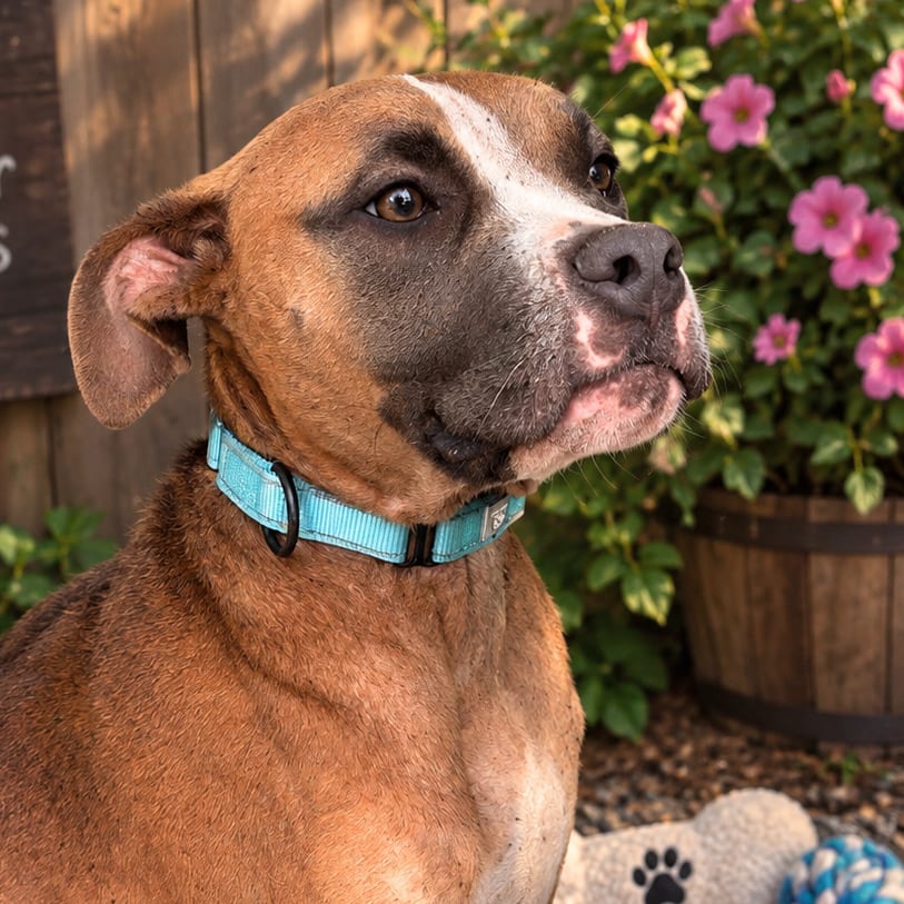 Photo of Rufus, adoptable Boxer / Mix in Marshall, Texas