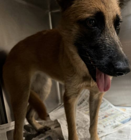 Photo of Cash, adoptable German Shepherd Dog in Los Angeles, California