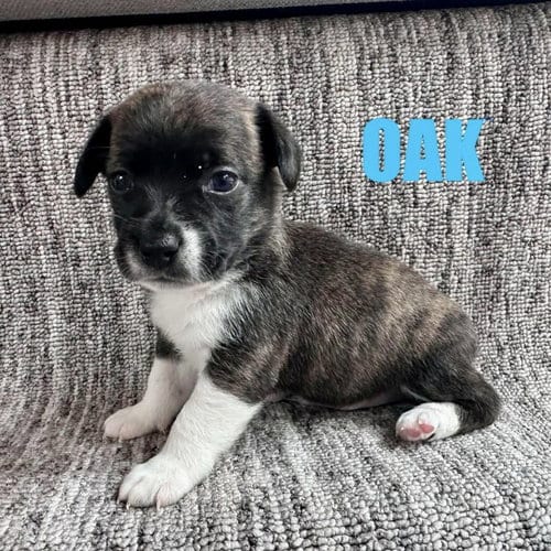 Photo of Oak, adoptable Chihuahua in Spring Lake, North Carolina