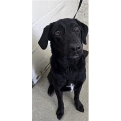 Photo of Reggie, adoptable Labrador Retriever in San Bernardino, California