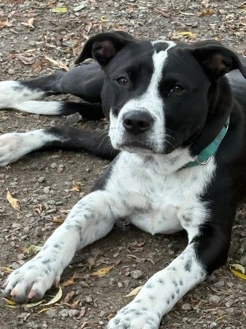 Photo of Yin, adoptable Unknown breed / mixed in Elmsford, New York