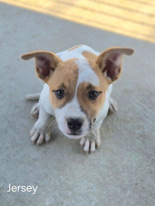 Photo of Jersey, adoptable Australian Cattle Dog/Blue Heeler in Bolivar, Missouri