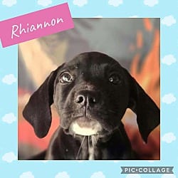 Photo of Rhiannon, adoptable Labrador Retriever in Ringwood, New Jersey