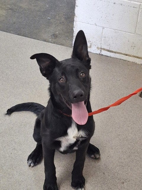 Photo of Bolt, adoptable Labrador Retriever in San Bernardino, California