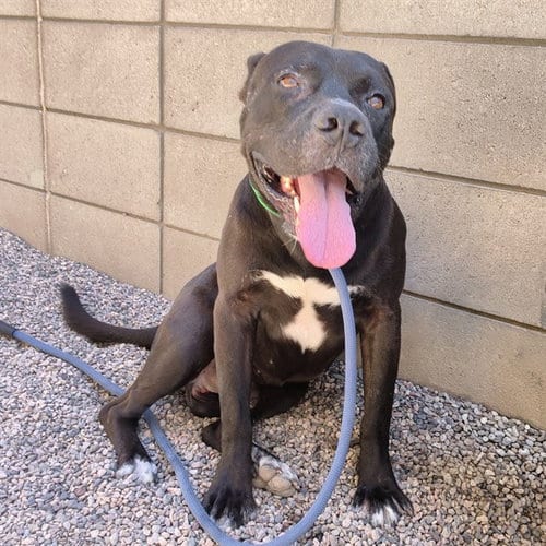 Photo of Klaus, adoptable American Pit Bull Terrier in Mesa, Arizona