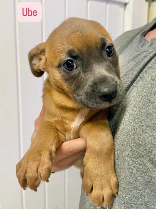Photo of Ube, adoptable American Staffordshire Terrier in Gilberts, Illinois