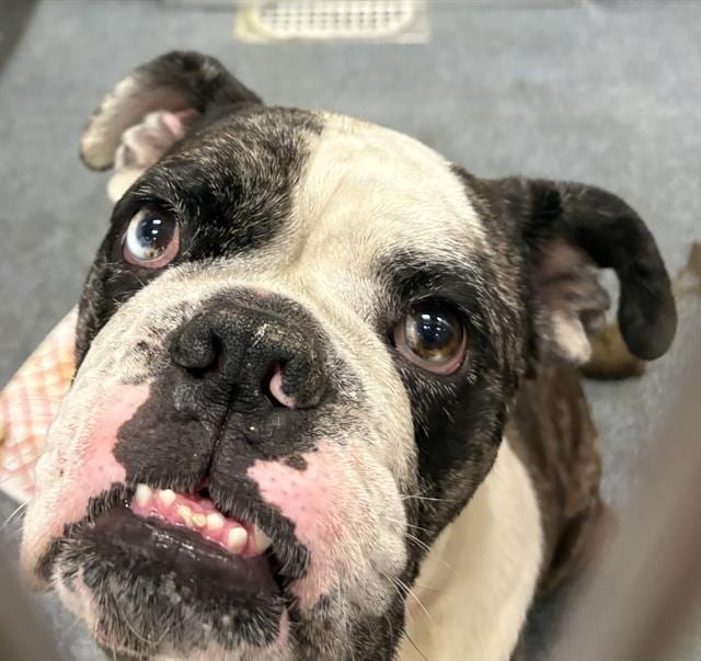 Photo of Bruce, adoptable Mixed Breed
