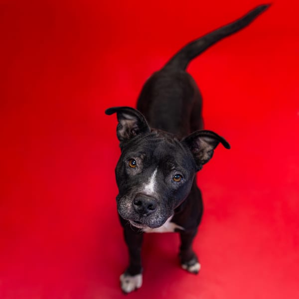 Photo of Gigi, adoptable Pit Bull cross in Lawrenceville, Georgia