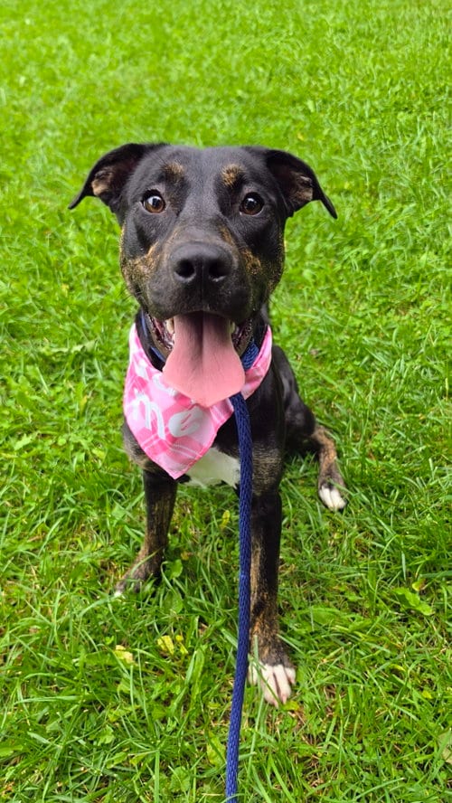 Photo of Millie SCAS, adoptable Labrador Retriever in Rockaway, New Jersey