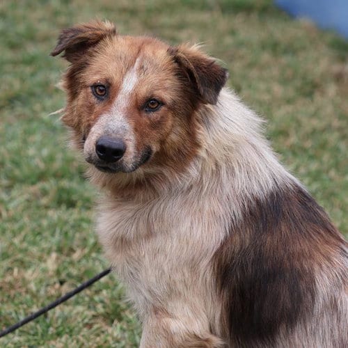 Photo of Wilbur, adoptable Australian Shepherd in Modesto, California