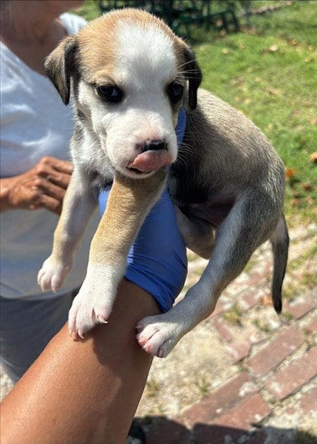 Photo of A661730, adoptable Labrador Retriever in Houston, Texas