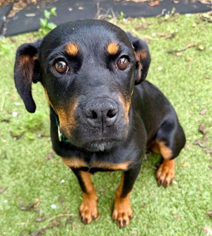 Photo of Anna Belle, adoptable Rottweiler in Inverness, Florida