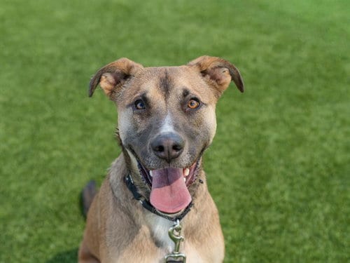 Photo of Arcadia, adoptable German Shepherd Dog in Martinez, California
