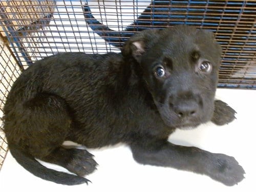 Photo of Diesel, adoptable Labrador Retriever in Miami, Florida