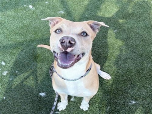Photo of George, adoptable Pit Bull Terrier in Los Angeles, California