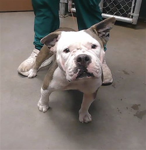 Photo of Rapunzel, adoptable English Bulldog in Phoenix, Arizona
