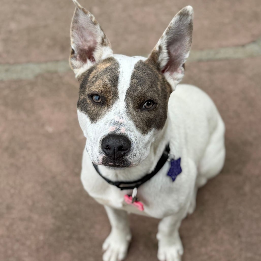 Photo of Dart, adoptable Mixed Breed (Medium) in San Francisco, California