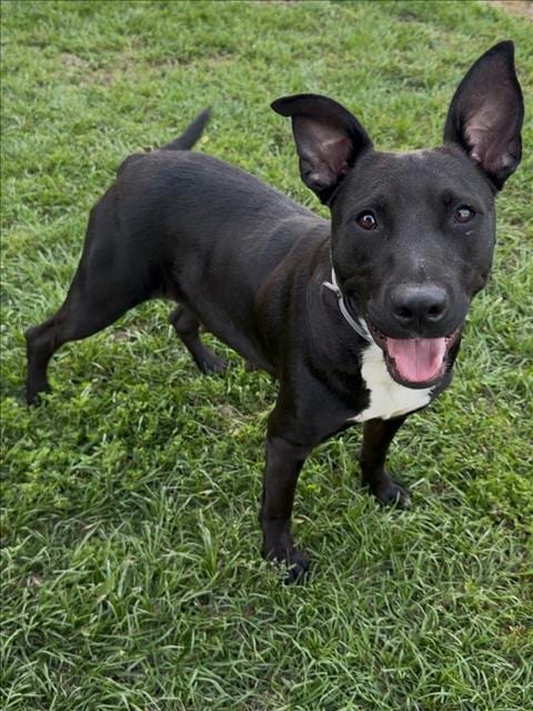 Photo of Martha, adoptable Labrador Retriever in Conroe, Texas