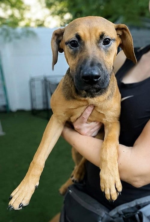 Photo of Isabella Pup - Carmen, adoptable Dachshund in Pompano Beach, Florida