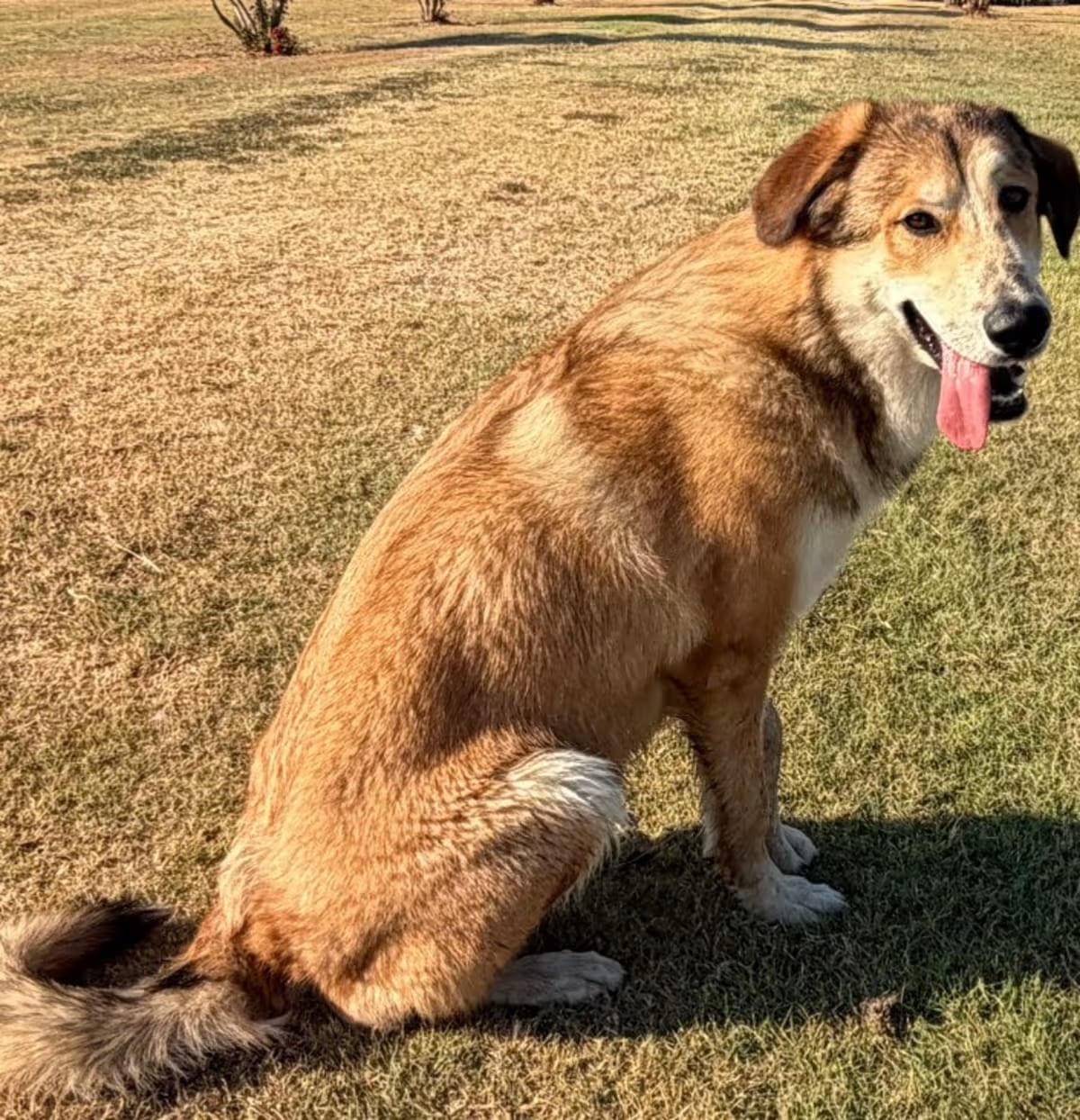 Photo of Leroy, adoptable Anatolian Shepherd in McKinney, Texas